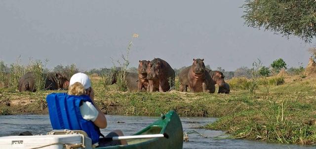 Zambezi Canoeing Safaris