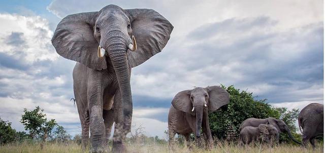 South Luangwa National Park South Luangwa National Park
