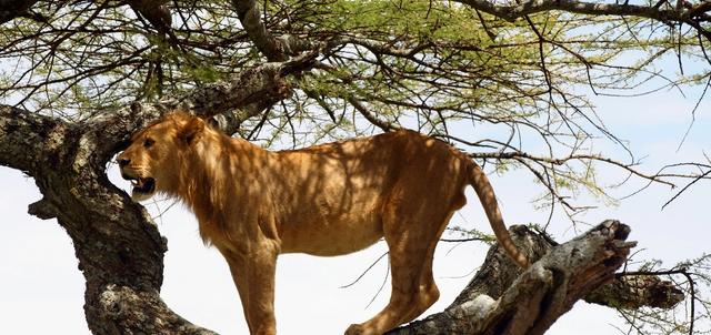 Mbugani Serengeti