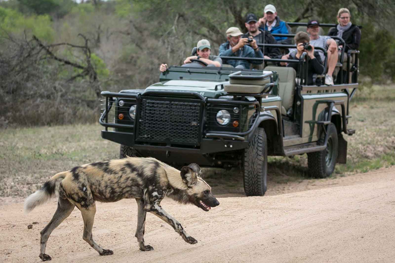 Complete Kruger Safari