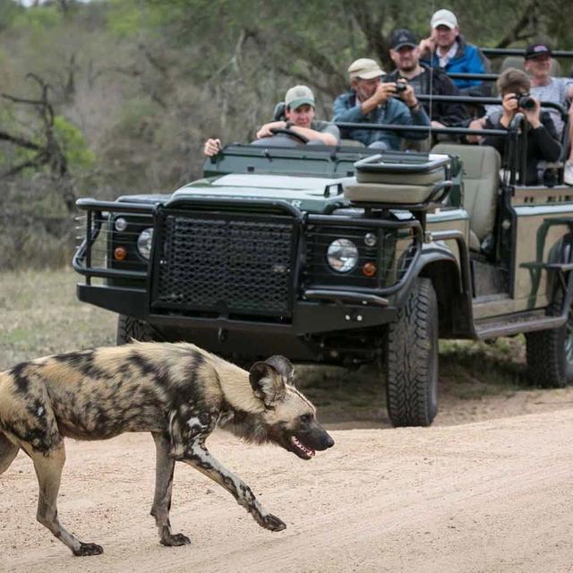 Complete Kruger Safari