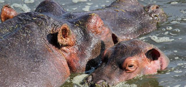 Kigio Wildlife Camp Kigio Wildlife Camp