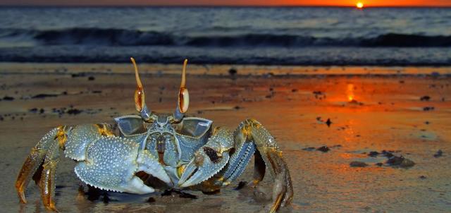 Tree Tops Lodge Tree Tops Lodge