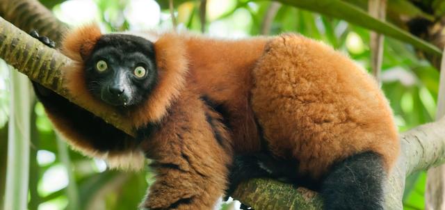 Barefoot Luxury Kayak Barefoot Luxury Kayak