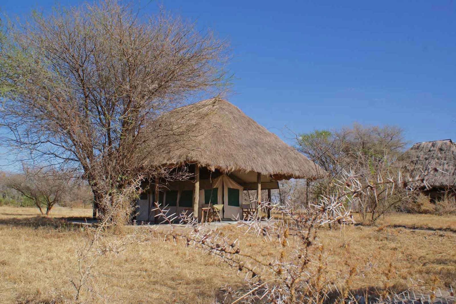 Whistling Thorn Tented Camp