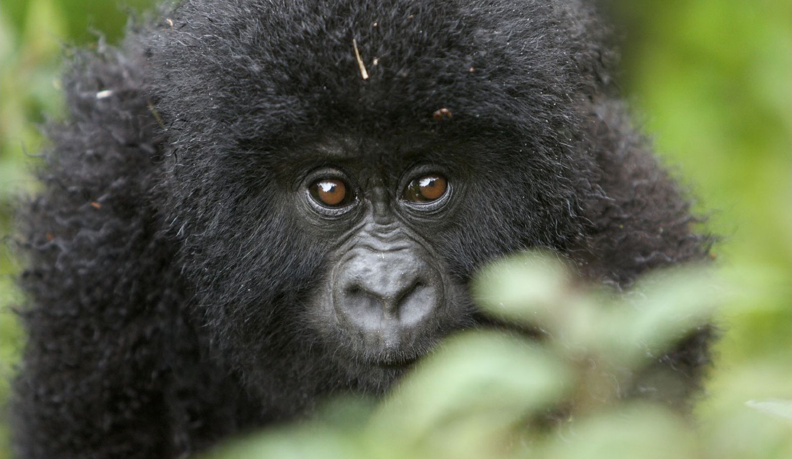 Gorilla's Nest Lodge Gorilla's Nest Lodge