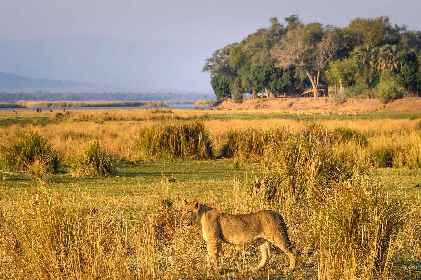 Unique Zimbabwe