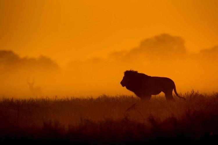 Lion on the Busanga Plains in Zambia