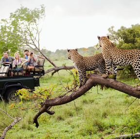 Kruger Park - African Safari Planning Guides