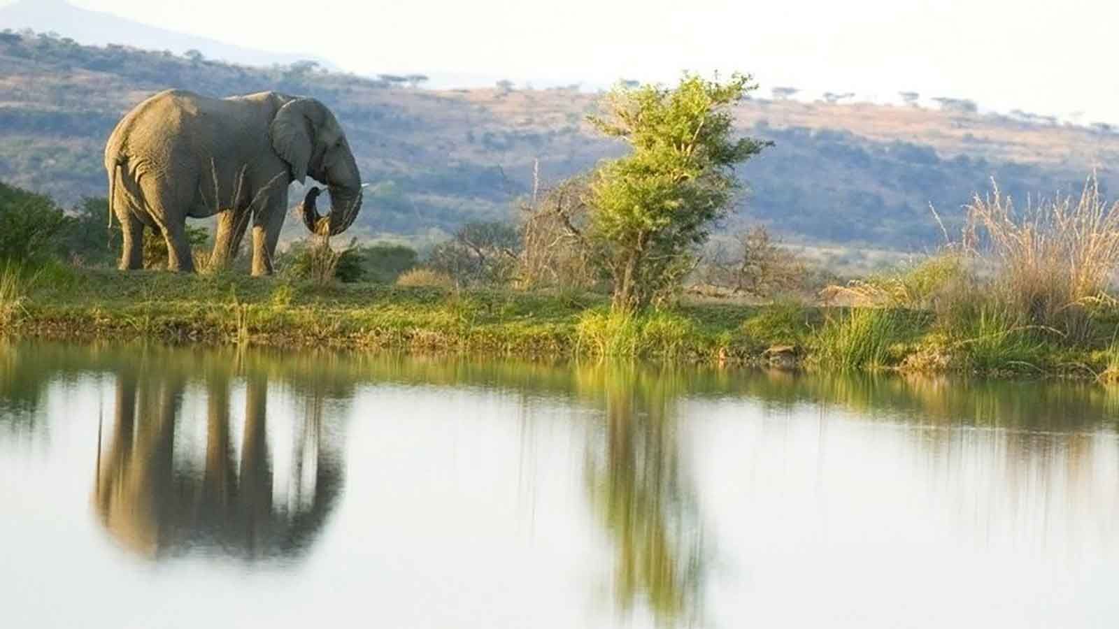 Nambiti Game Reserve