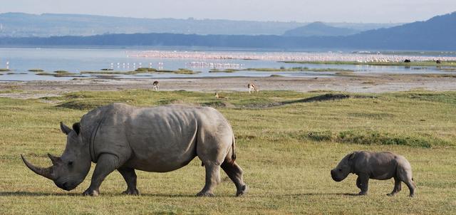 Mbweha Lodge Mbweha Lodge
