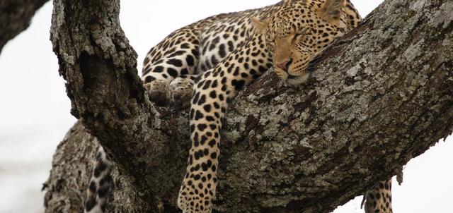 Keekorok Lodge Keekorok Lodge