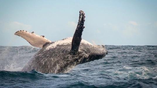 The Whale Route The Whale Route