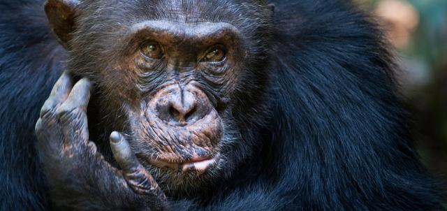 Mahale Mountains National Park Mahale Mountains National Park