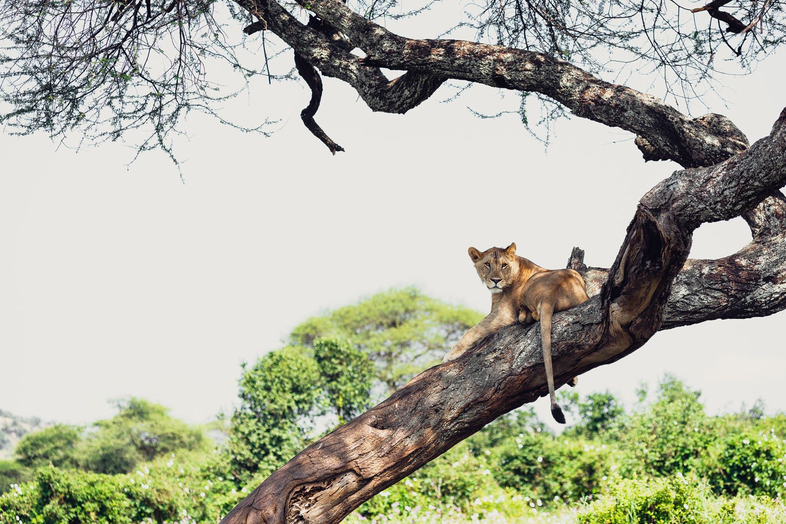 Tarangire National Park