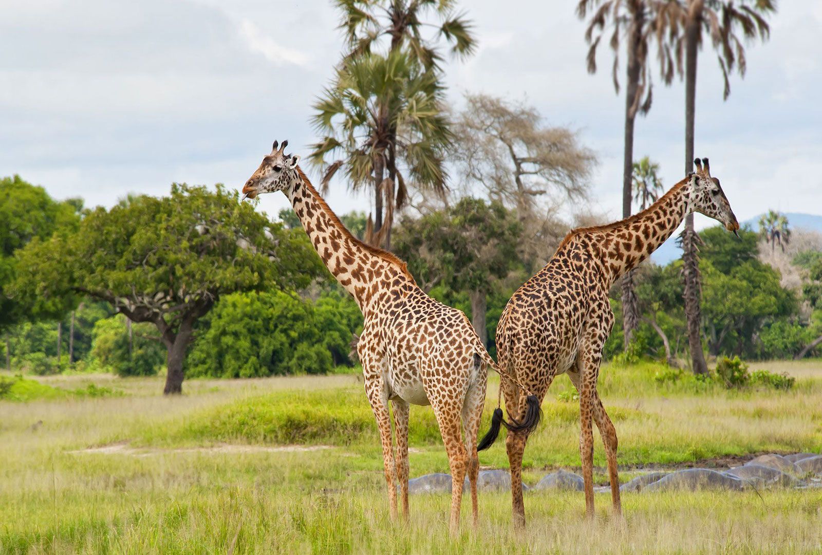 Katavi National Park Katavi National Park