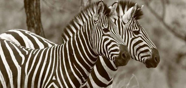 Zebra Hills Reserve Zebra Hills Reserve