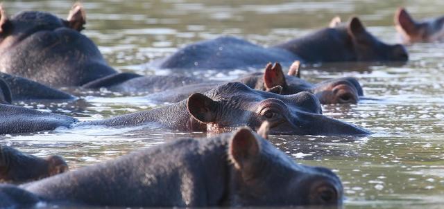 Zambezi Kulefu Camp Zambezi Kulefu Camp