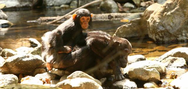 Mbali Mbali Gombe Mbali Mbali Gombe