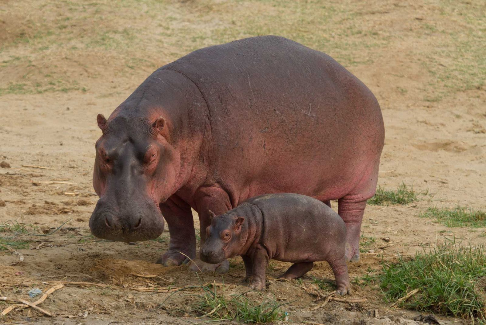 Queen Elizabeth National Park