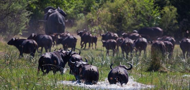 Saadani National Park Saadani National Park