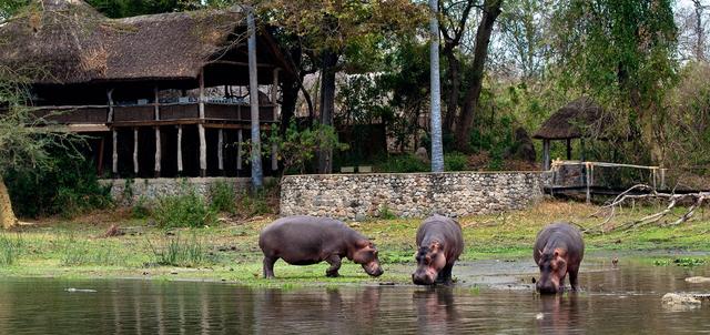 Mvuu Wilderness Lodge Mvuu Wilderness Lodge