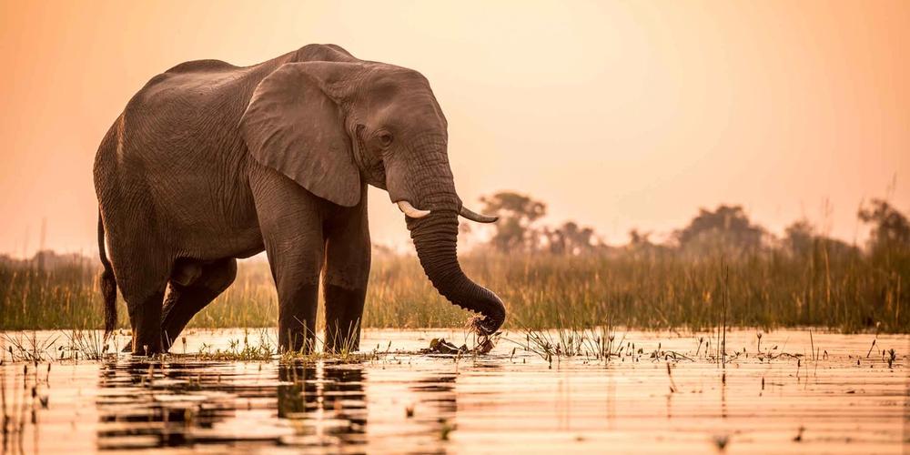 Xaxaba Elephant - Botswana Tours
