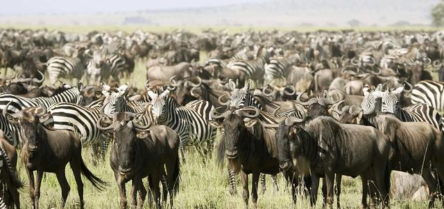 Tanzania Safari Tanzania Safari