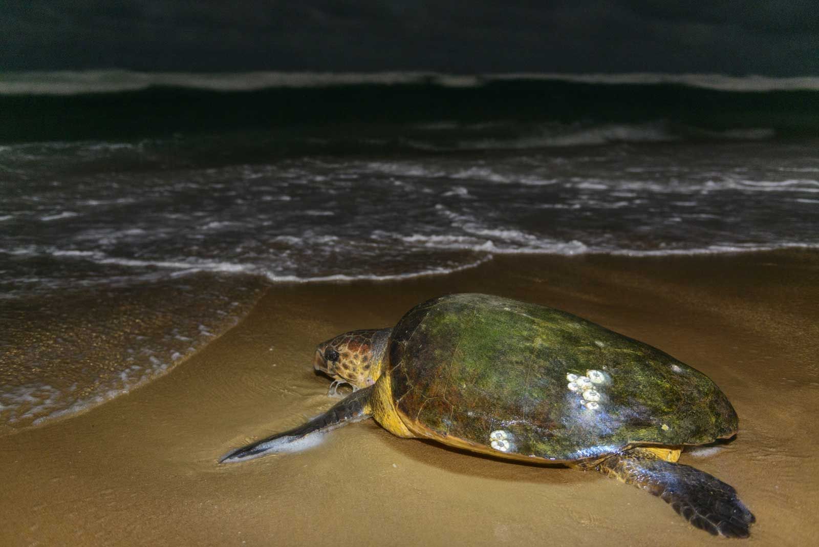 Sun Safaris-Bush and Beach Safari KwaZulu Natal Turtles
