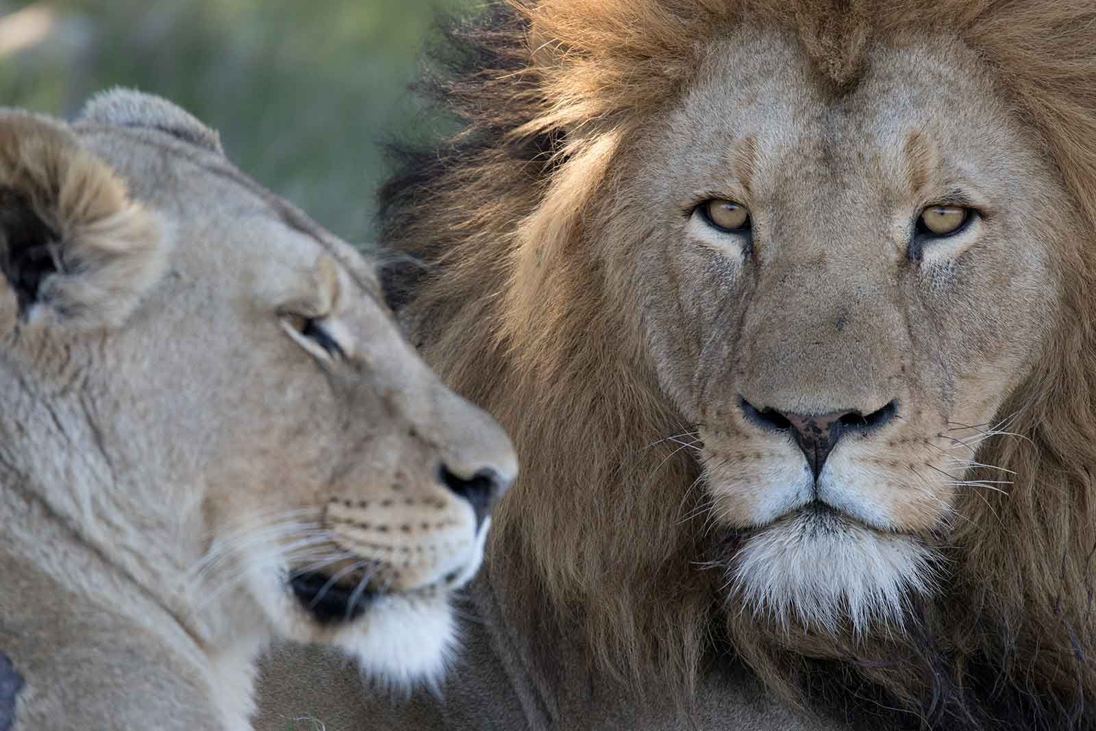 Lalibela Game Reserve