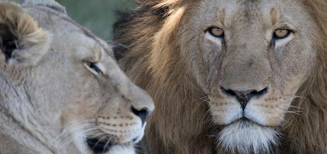 Lalibela Game Reserve Lalibela Game Reserve