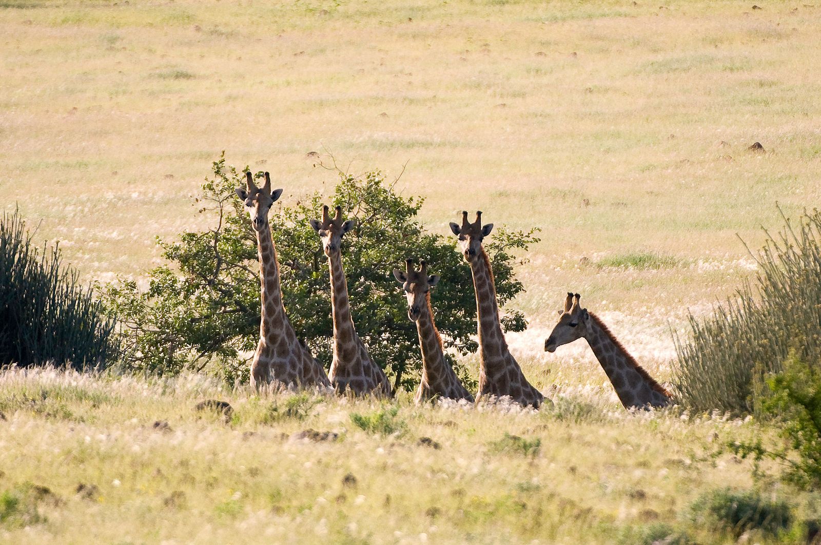 Damaraland Damaraland