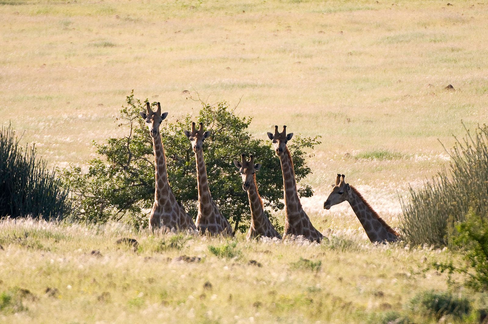 Damaraland