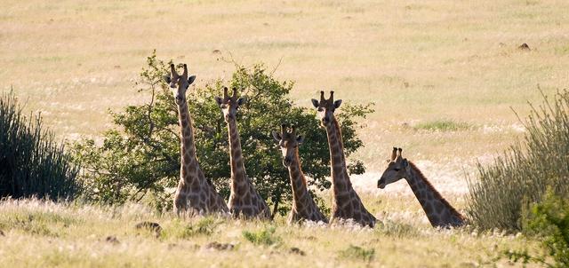 Damaraland Damaraland