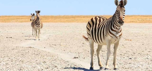 Kgalagadi Transfrontier Park Kgalagadi Transfrontier Park