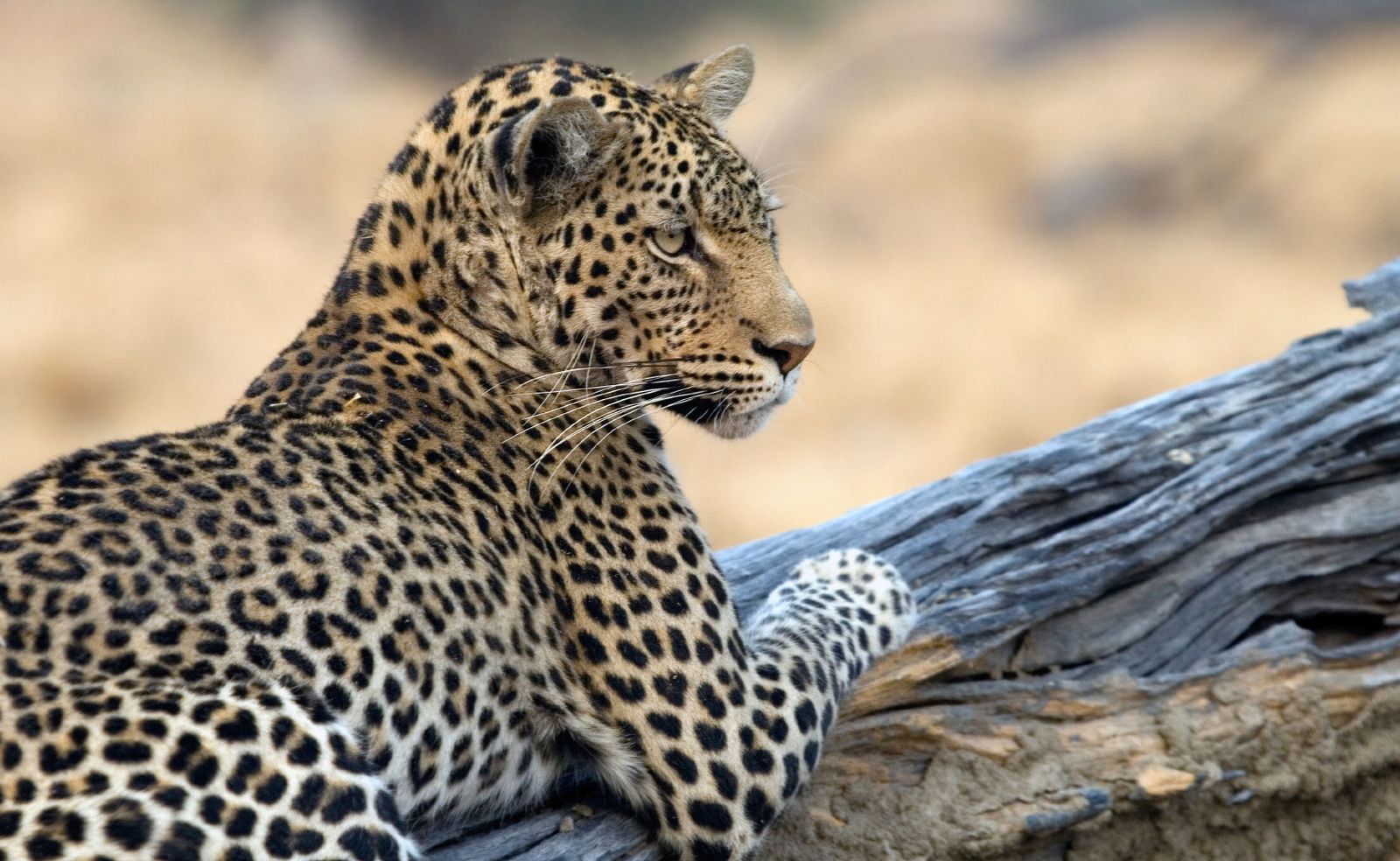 North Luangwa National Park