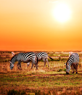 Serengeti - African Safari Planning Guides