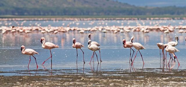 Flamingos and the Masai Mara
