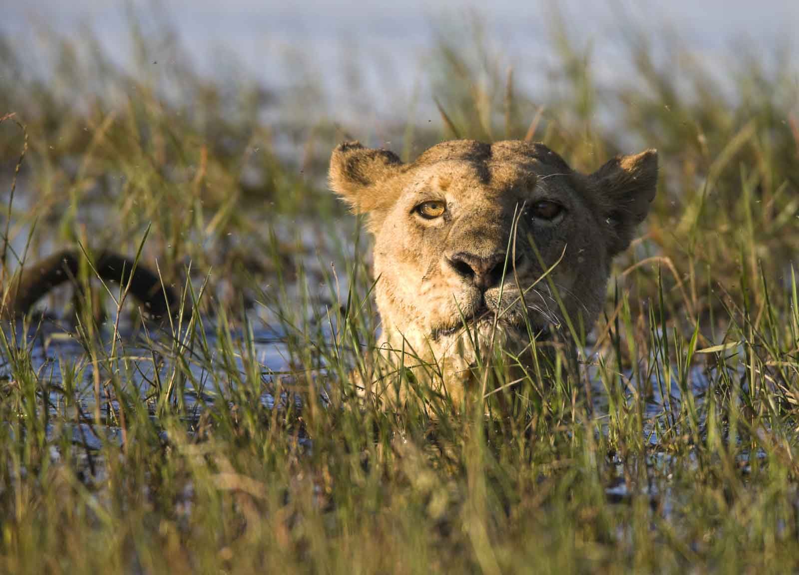 Safari Guides Safari Guides