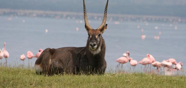 Lake Nakuru Tented Camp Lake Nakuru Tented Camp