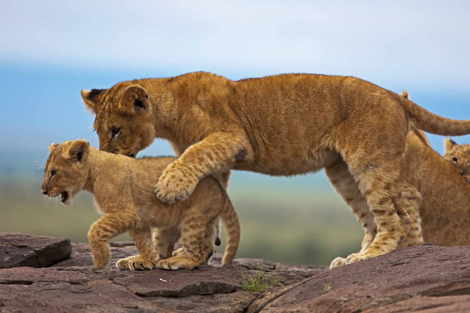 Kenya Safaris & Tours Kenya Safaris & Tours