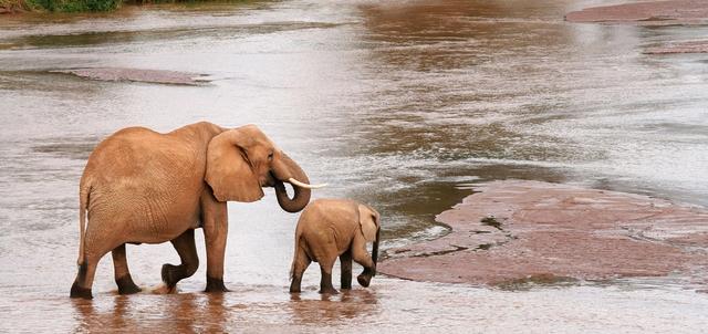 Treetops Lodge Treetops Lodge