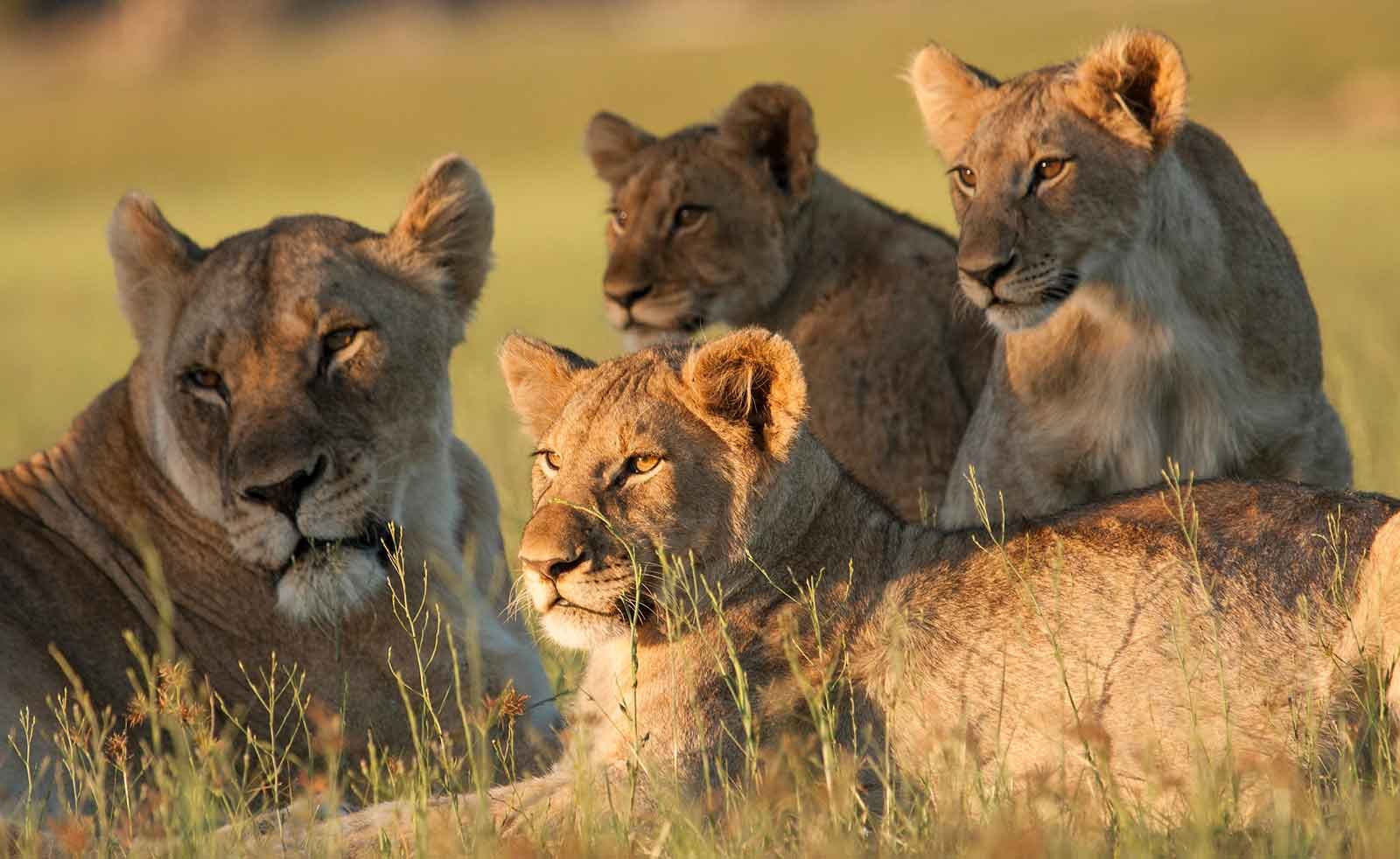 Kwandwe Private Game Reserve Kwandwe Private Game Reserve