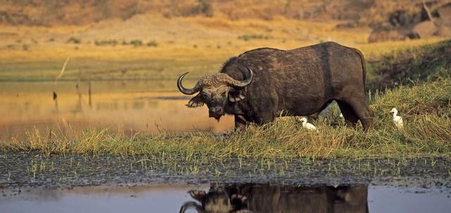 Spurwing Island Spurwing Island