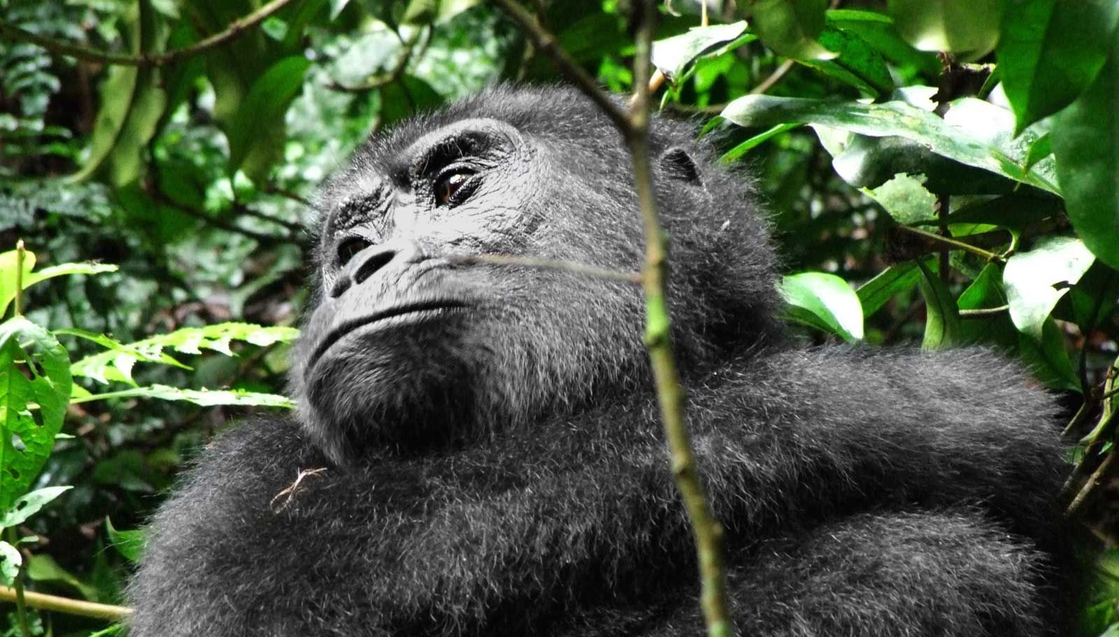 Bwindi Impenetrable National Park