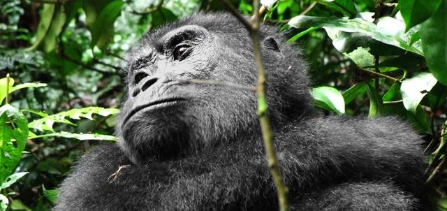 Bwindi Impenetrable National Park Bwindi Impenetrable National Park