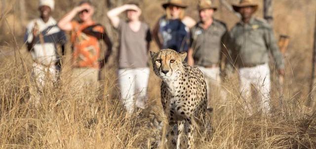 Chisomo Safari Camp Chisomo Safari Camp