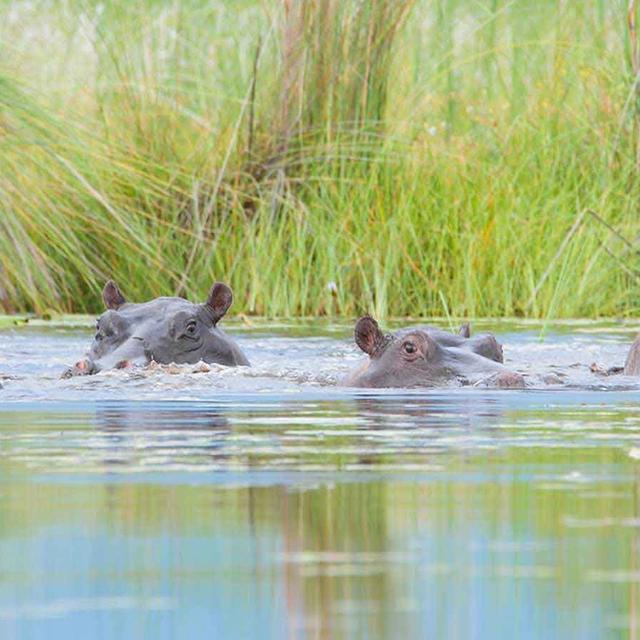 In Search of Predators Comfortable In Search of Predators Comfortable