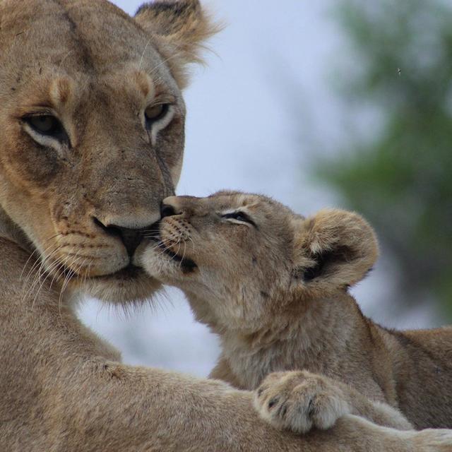 Kruger Express Luxury Kruger Express Luxury