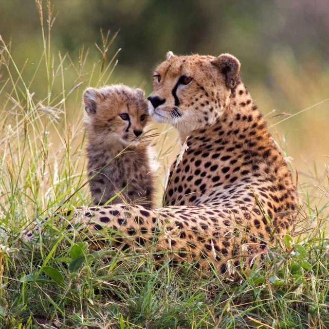 Ronjo Camp Ronjo Camp